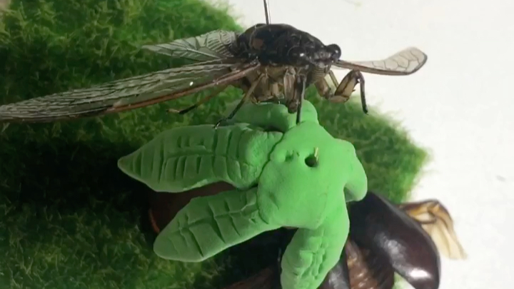 制作知了小蝉标本