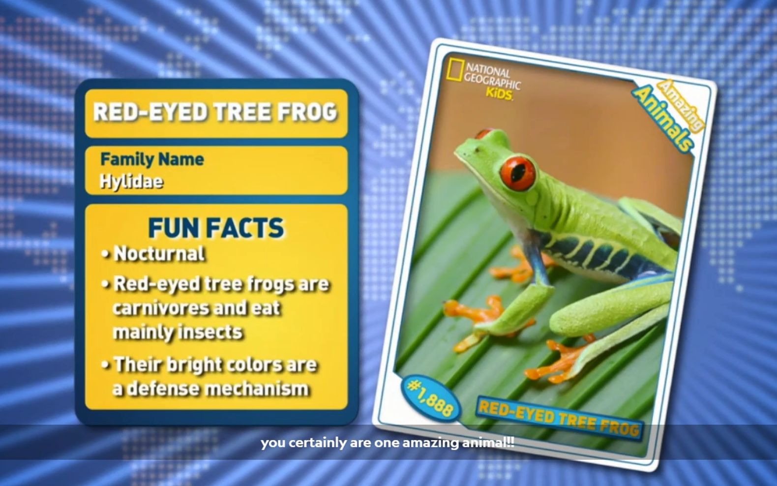 red-eyed tree frog -amazing animals 神奇的動物_嗶哩嗶哩 (゜-゜)