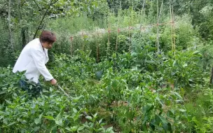 下载视频: 院子姐今年菜园收获大丰收，黄瓜辣椒西红柿，田园山居太幸福