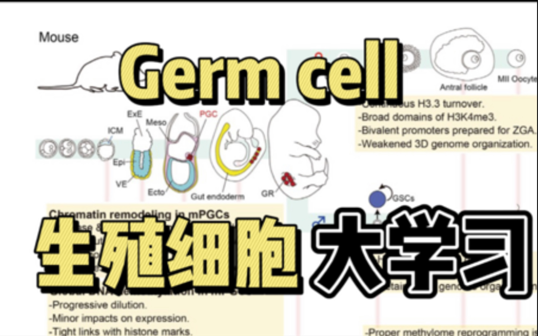 活动作品学习笔记生殖细胞大学习e01germcellspecification
