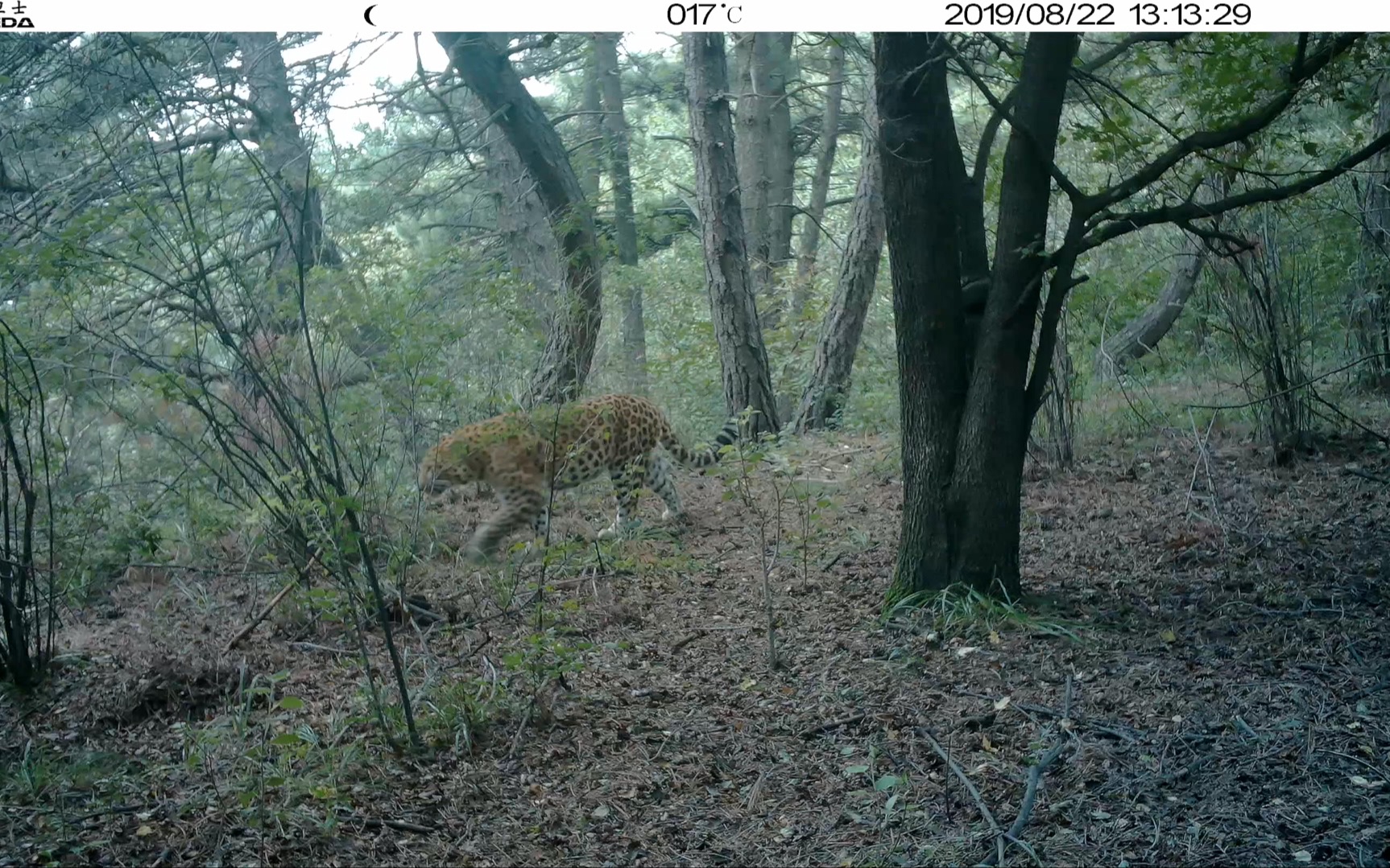 华北豹～japonensis