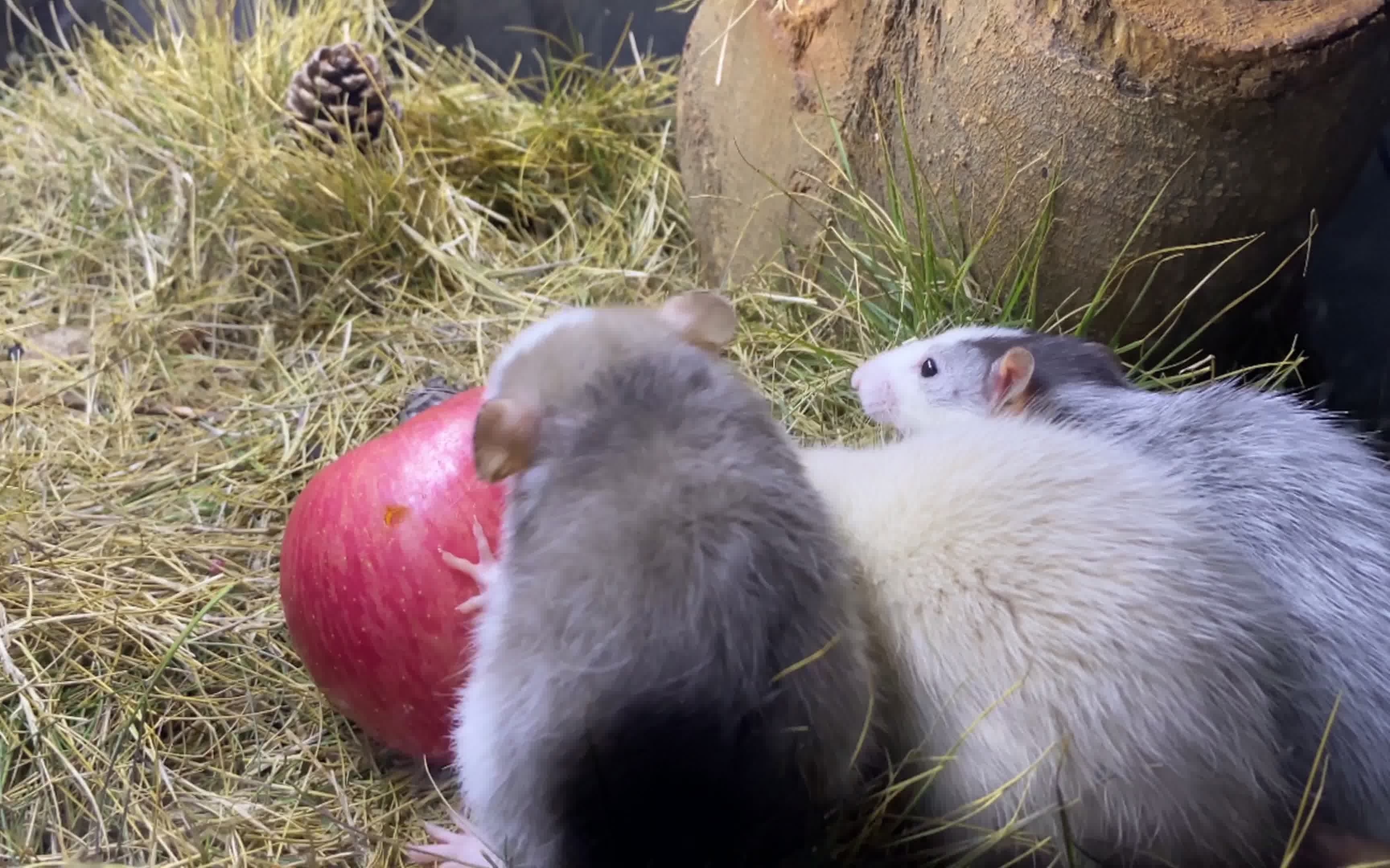 花枝鼠的平安夜三只老鼠能吃完一个苹果吗