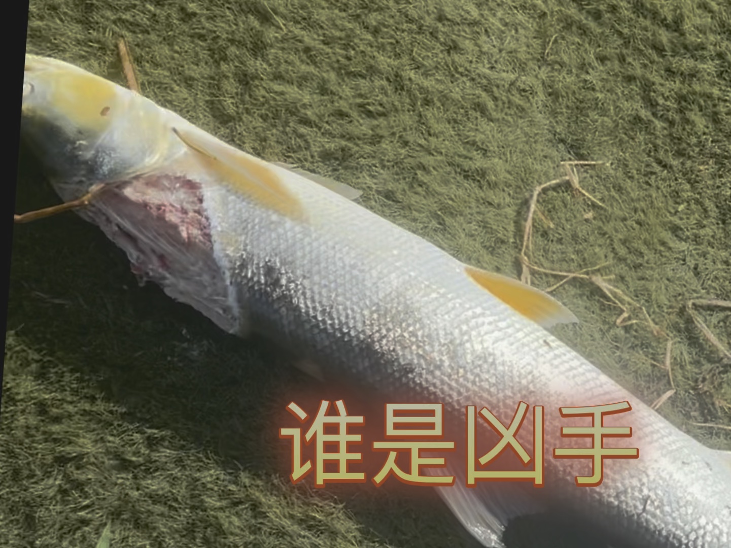 亚米级鳡鱼遭神秘鱼类一击毙命 寻找凶手!
