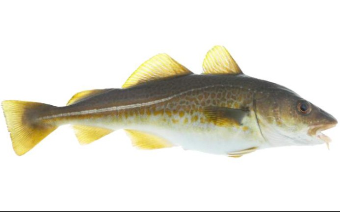 简单的codfish小段子.