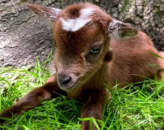 超级可爱萌羊99瞬间治愈你的心灵!