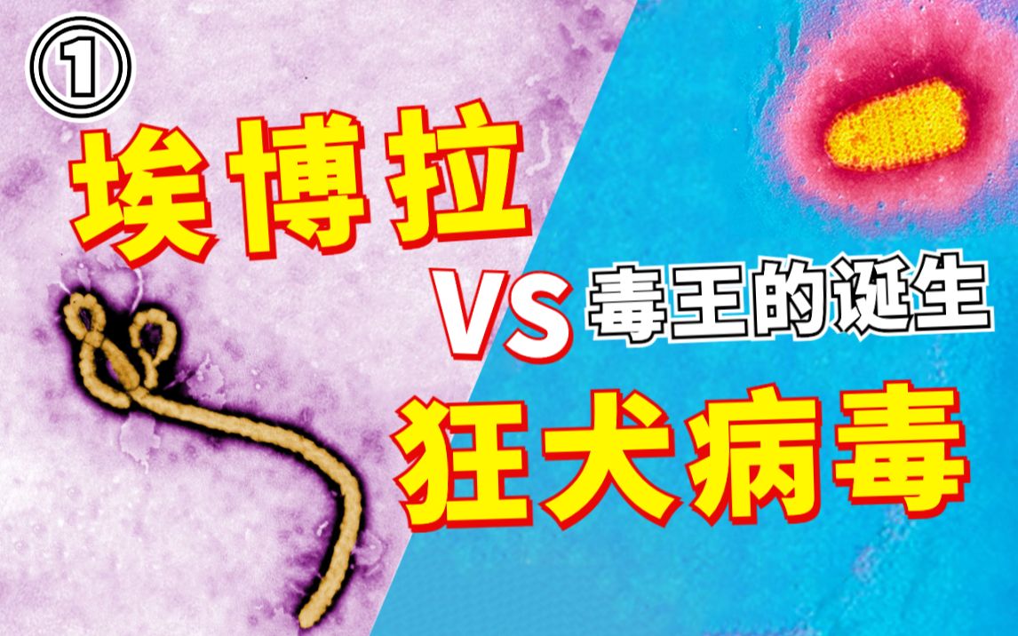 [图]【养蛊计划】混战埃博拉与狂犬病毒，科学养蛊全过程【第一期】