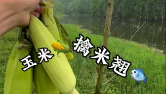 玉米擒米级翘嘴