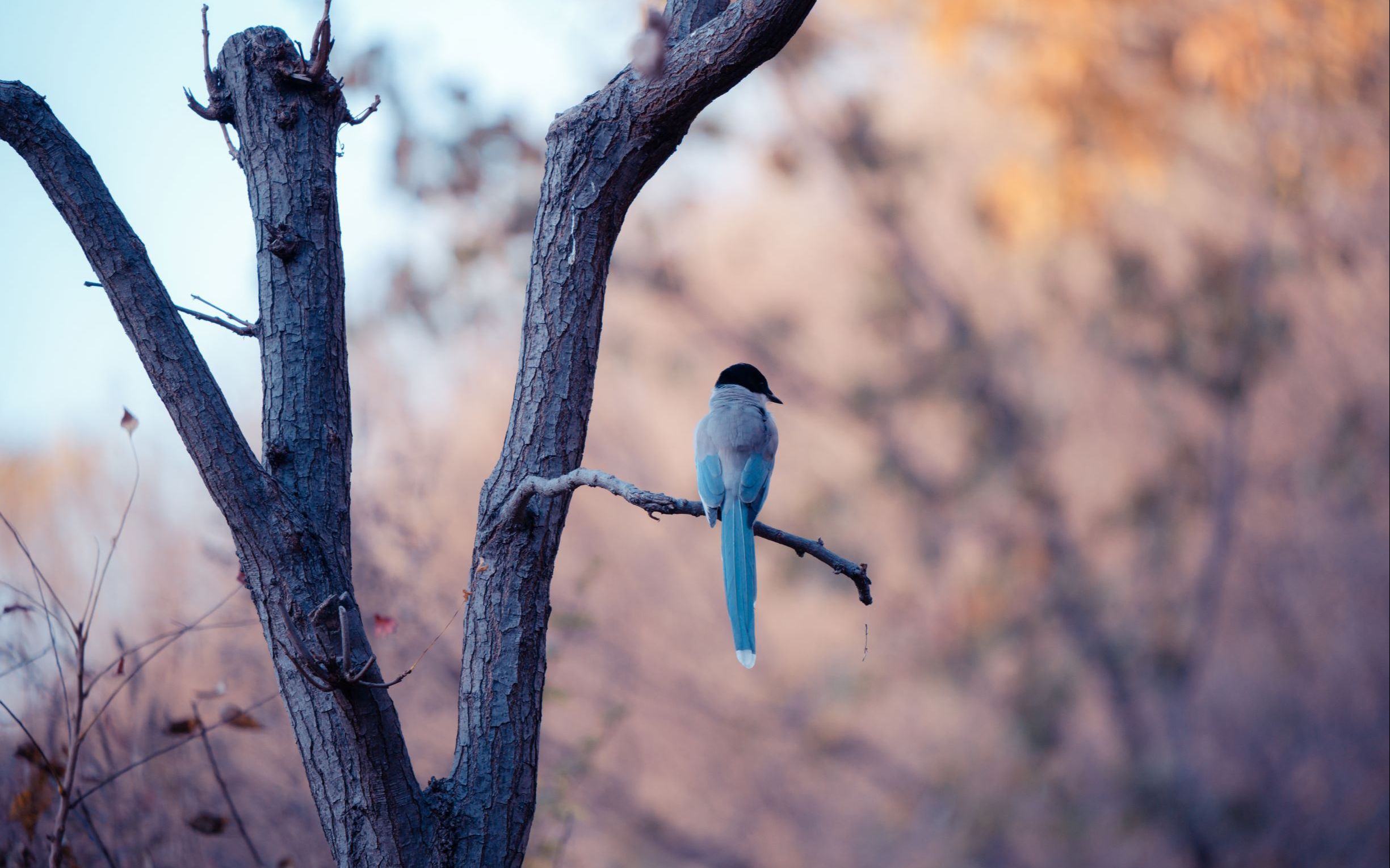 济南梨枣峪 拍的一些鸟 索尼a7r4 200-600