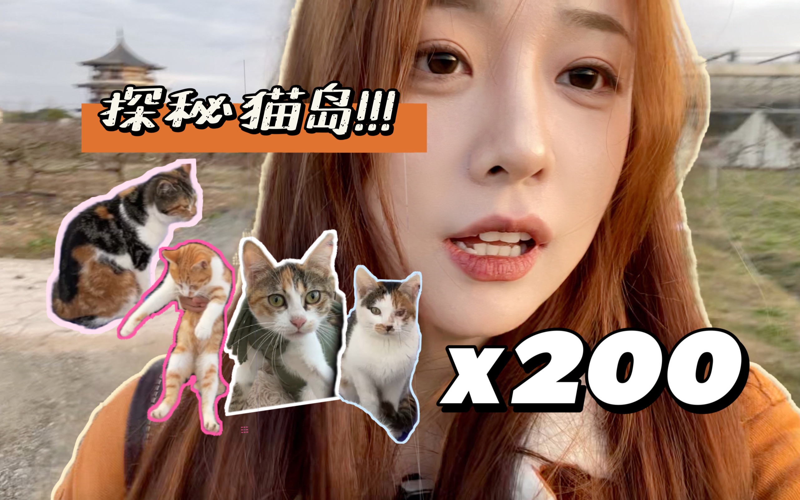 探秘上海猫岛!沪上最大猫咖!有超过200只猫咪!哔哩哔哩bilibili