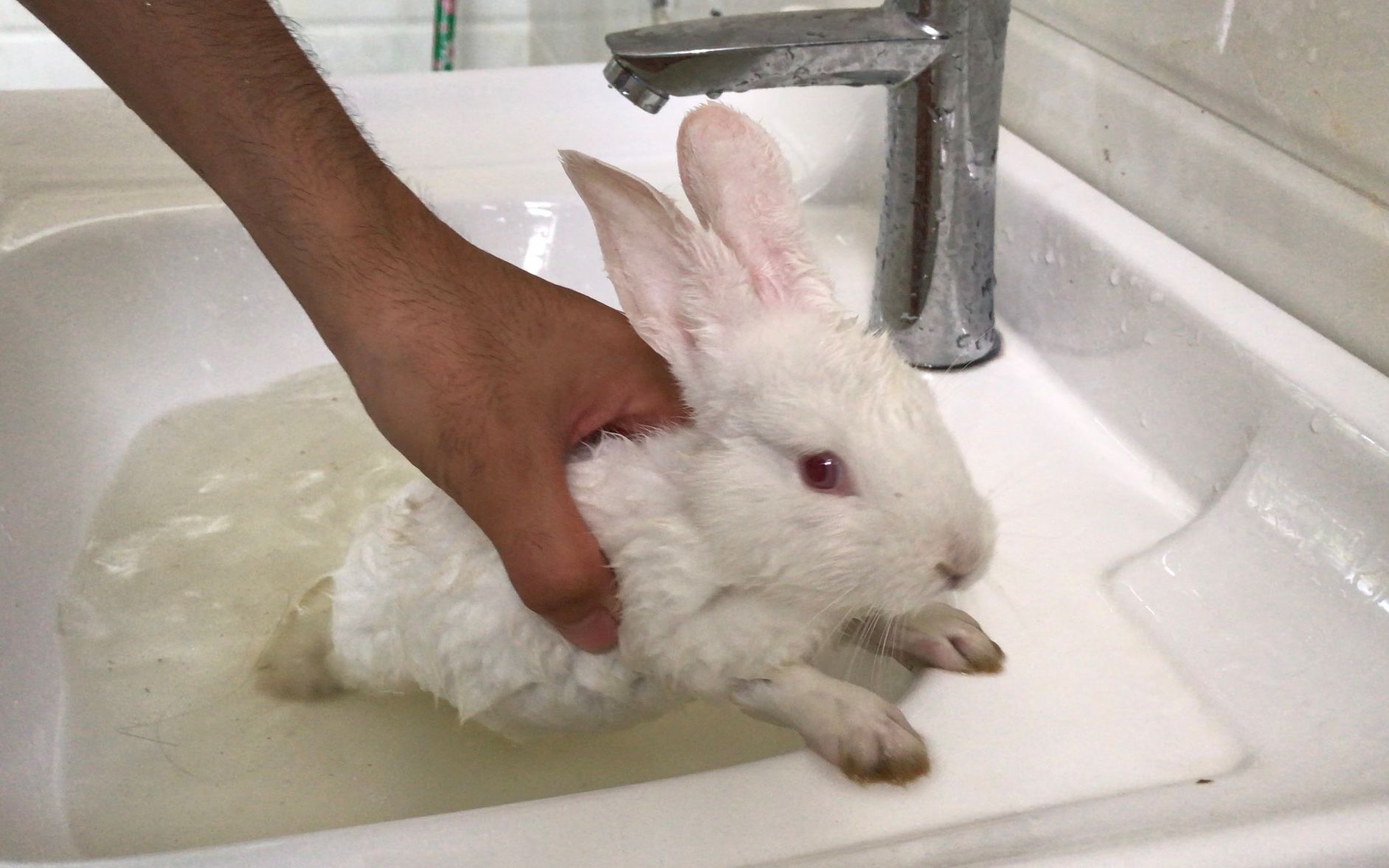 一个月大的小白兔,第一次洗澡像只小老鼠太可爱了