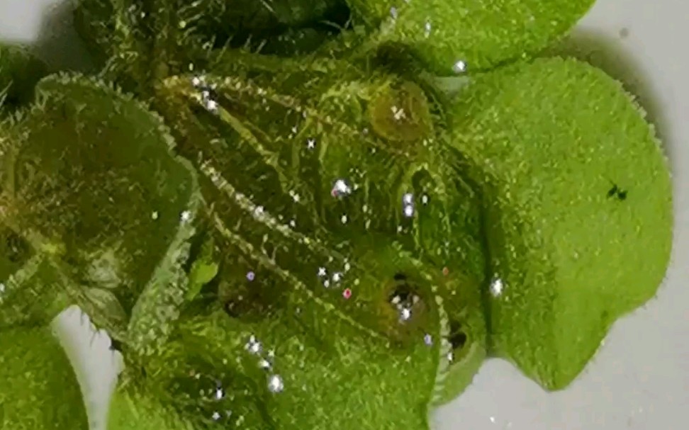 新手青鳉13吸污的时候发现好多卵心痛我一直都是直接把底污吸上来浇花