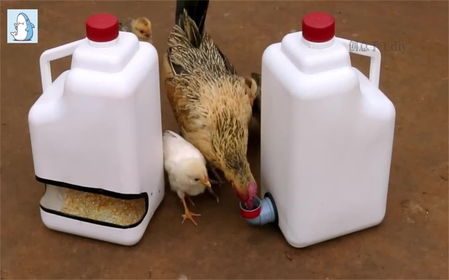 自制鸡吃食器图片