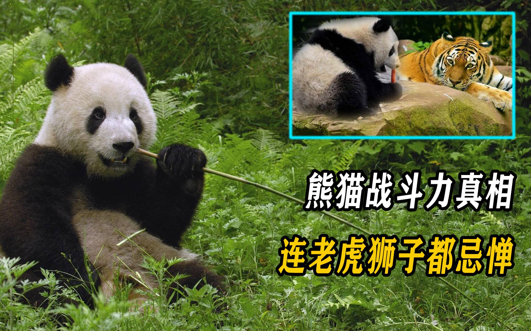 战斗力连老虎狮子都忌惮?我们都太小看呆萌的大熊猫了