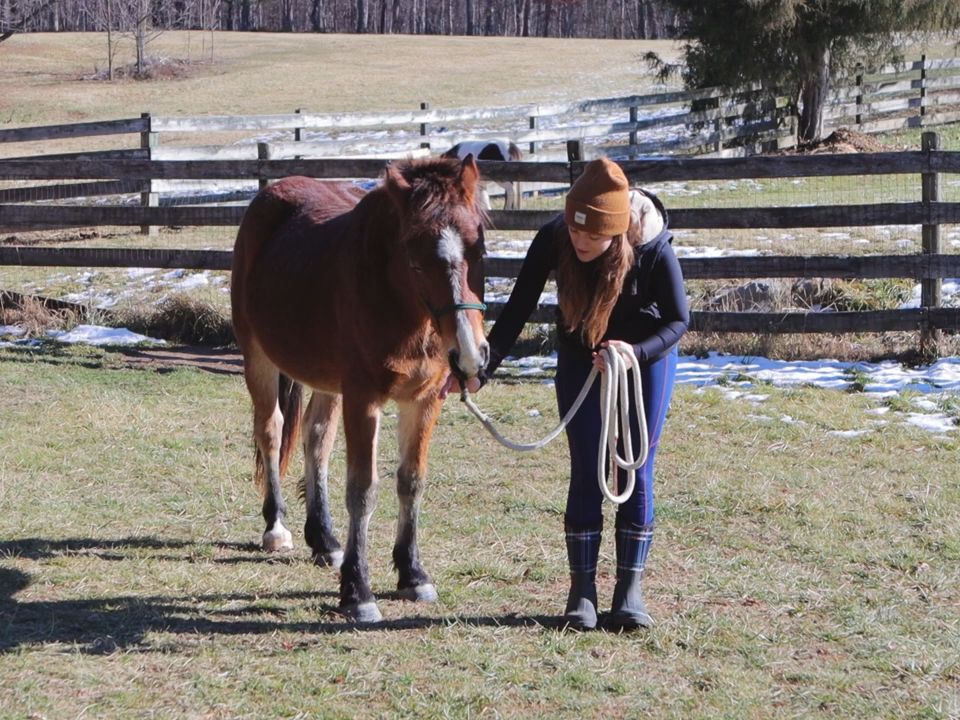 [图]如何判断你的马是不是侵犯了你的领地？HOW TO TELL IF YOUR HORSE IS IN YOUR SPACE