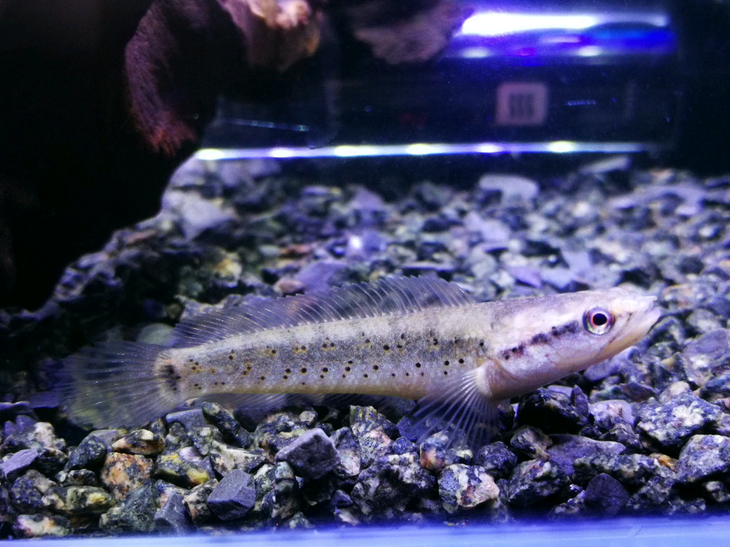 幻彩蓝宝石雷龙苗 加餐不为所动