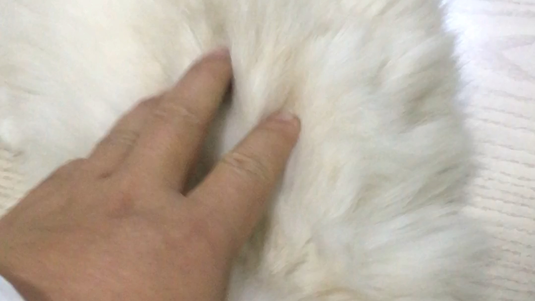 猫传染性腹膜炎哔哩哔哩bilibili