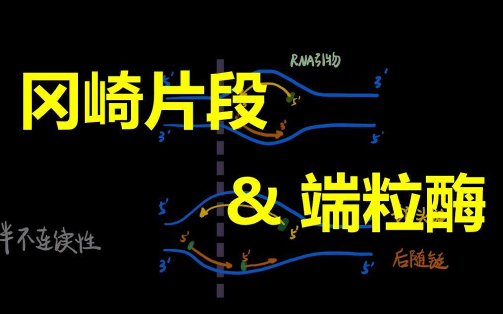 【生物化学】冈崎片段&端粒酶:什么是半不连续复制?为什么复制需要引物?端粒酶又是怎么运作的?哔哩哔哩bilibili