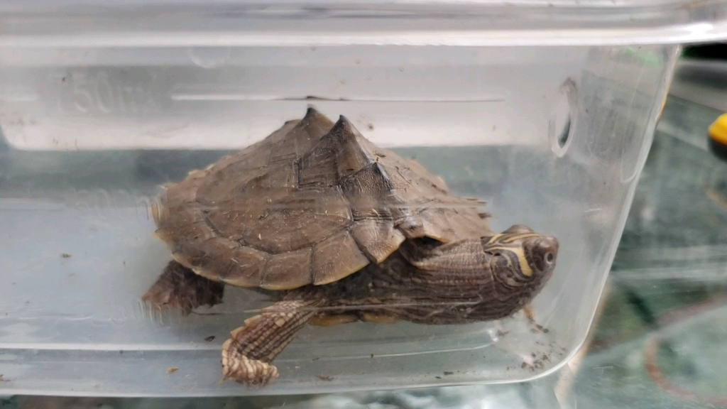 天使眼高峯地图龟开箱