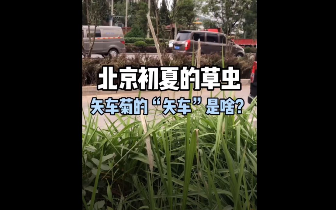 【北京初夏草虫】矢车菊的“矢车”是啥?哔哩哔哩bilibili