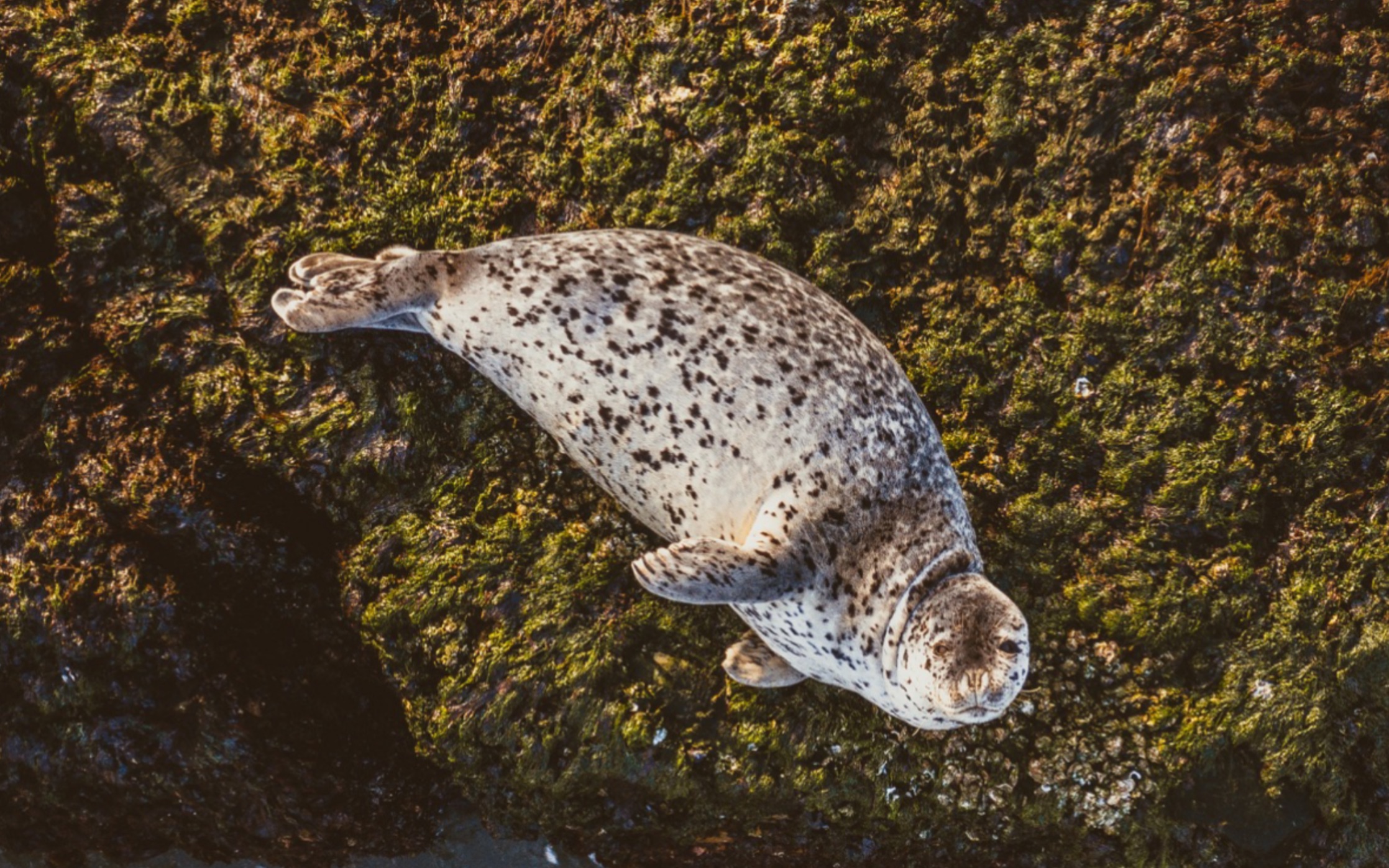 长岛野生斑海豹-进取号海洋计划