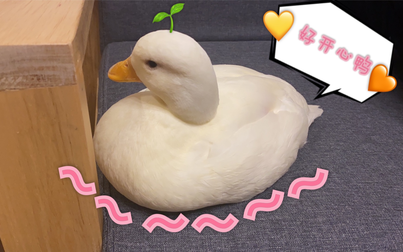 粘人小鸭鸭喜欢和你一起坐沙发柯尔鸭
