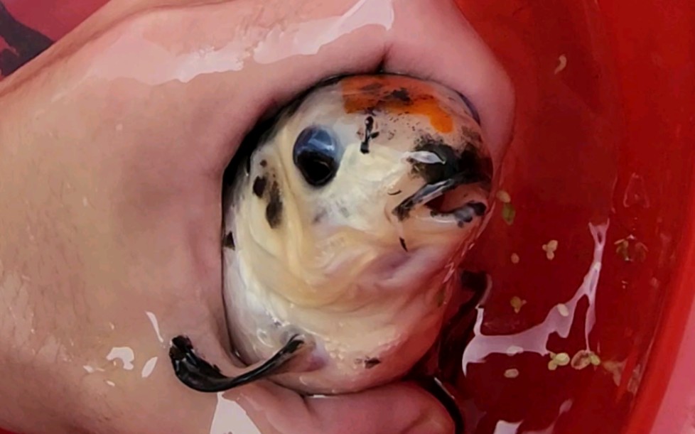 淘汰几条前年繁殖的特色歪嘴翻鳃小锦鲤到小池子暂养,准备下大雨时