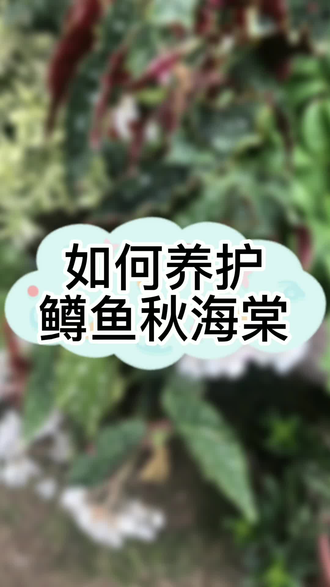 鳟鱼秋海棠的养护哔哩哔哩bilibili