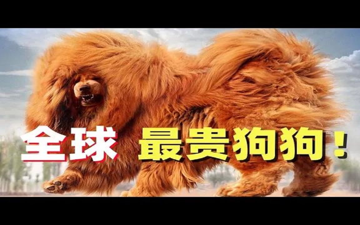 全球最昂贵狗狗品种,第一名身价10亿, “藏獒之王”不配做它朋友哔哩哔哩bilibili