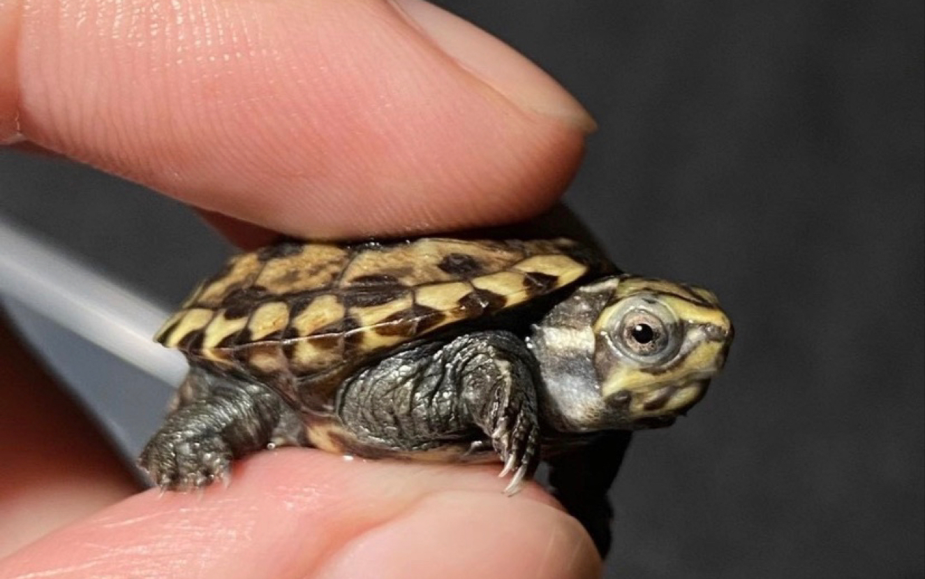 新年第一只龟 一只果核蛋龟