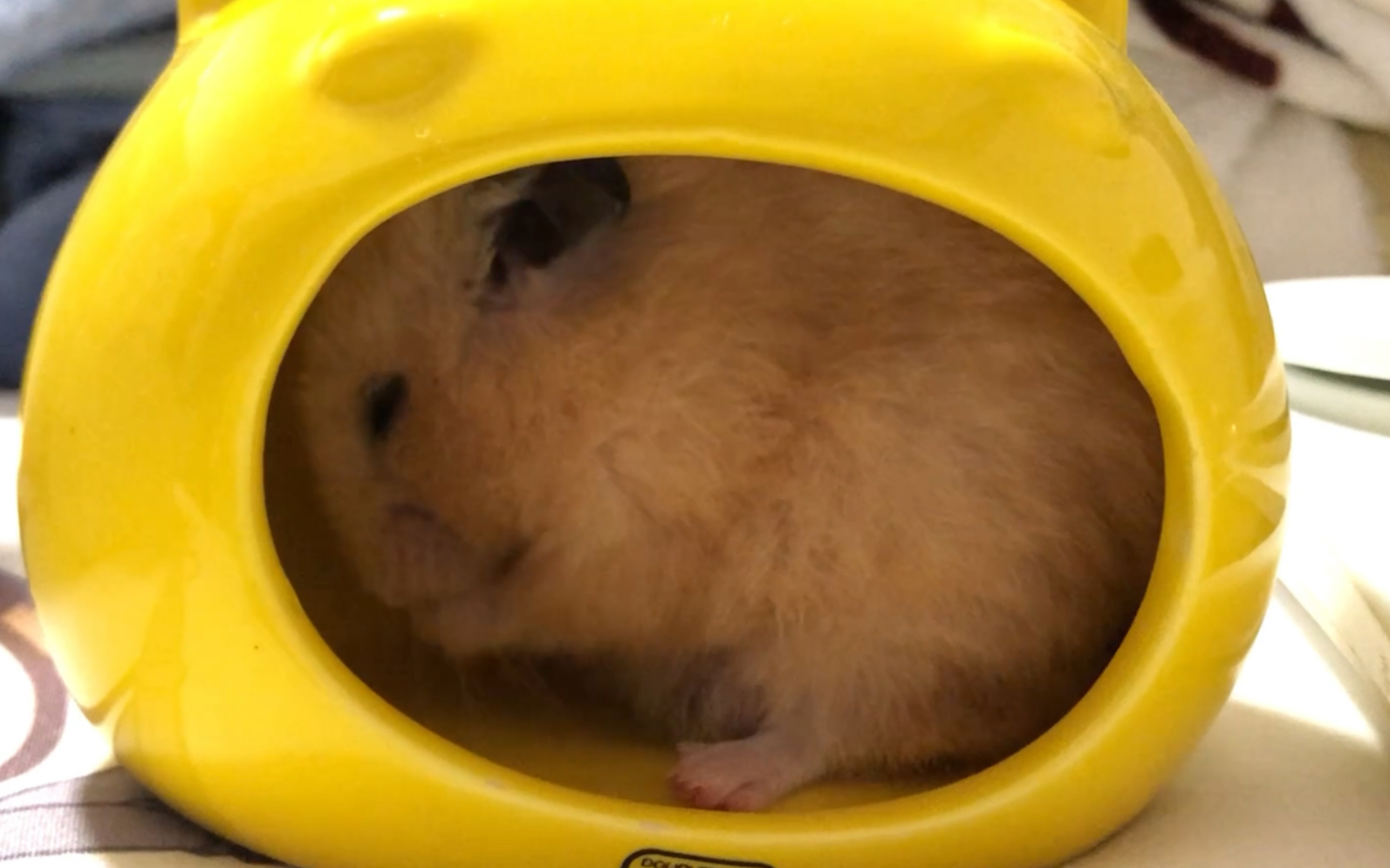 仓鼠米熊么么哒我家老咚咚