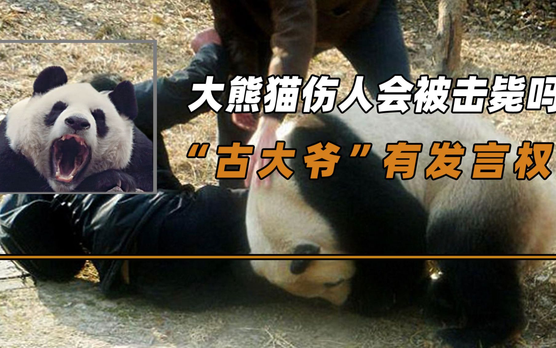 大熊猫伤人怎么处理?会被击毙吗?战神"古大爷"有发言权