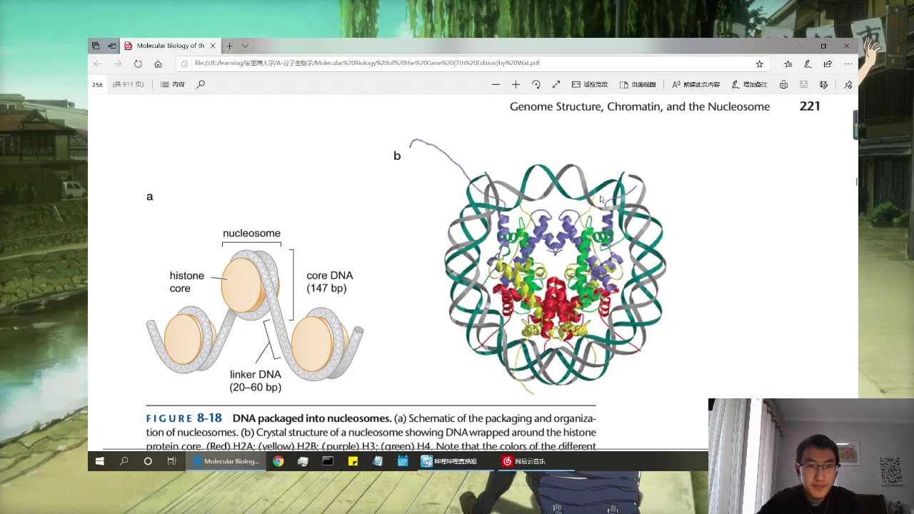 Yohoo! 图解分子生物学!哔哩哔哩bilibili