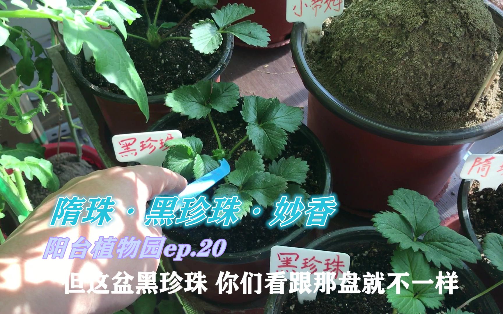 第四批草莓隋珠黑珍珠妙香新葉新花芽往出鑽