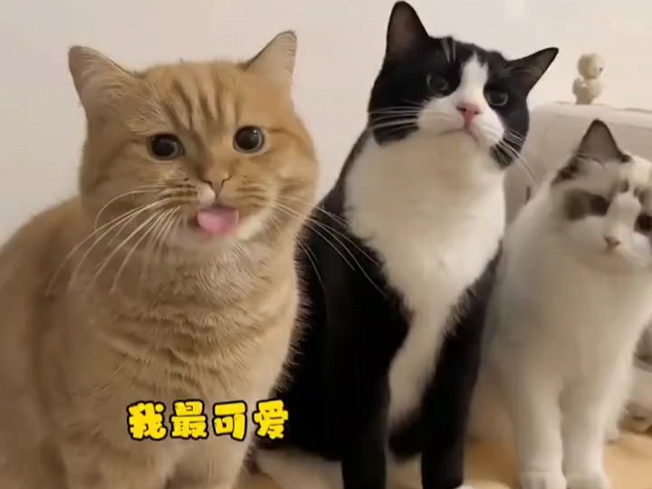 三只小猫凑不齐一张满意的全家福哔哩哔哩bilibili