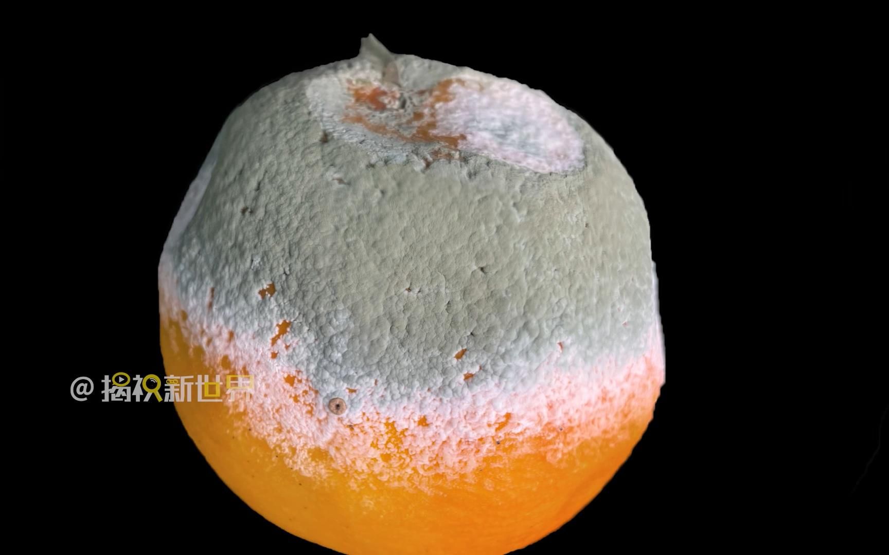 【发霉了】网购一箱橙子,有一个发霉了