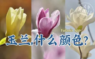 Download Video: 你见过几种颜色的玉兰花？【天冬博物日志】【去看植物吧】