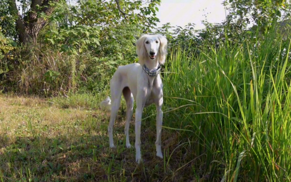 细屿·陕西细犬│狗白唯粉畅享特辑