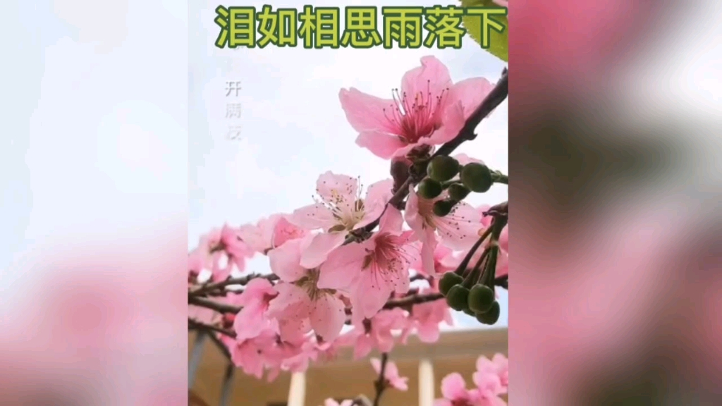 [图]泪如相思雨落下，数不清的是你呀#情感歌曲#好歌分享