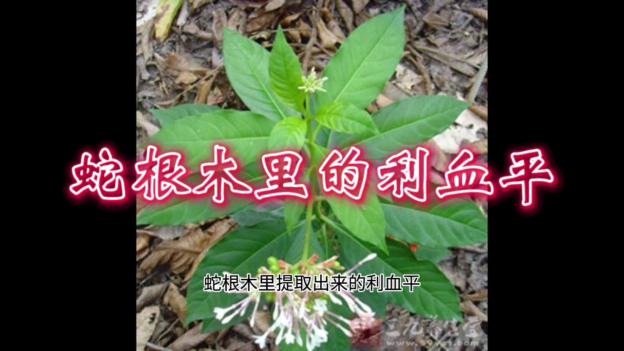 蛇根木里的利血平