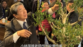 很酷的盆栽制作表演 日本盆栽师平尾成志 哔哩哔哩 つロ干杯 Bilibili