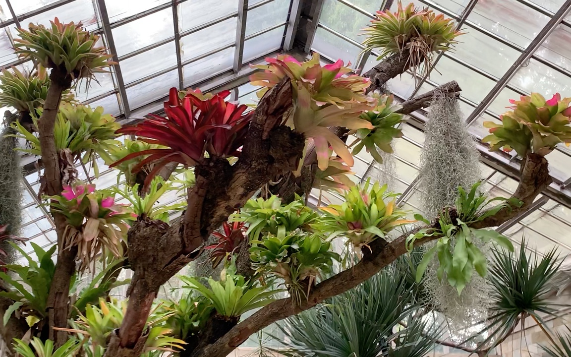 华南植物园#凤梨园