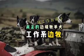 Download Video: 不是所有的边牧都叫牧羊犬，来感受下“工作系边牧”的逆天工作难度【边牧Pro版】