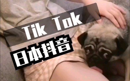 【中文字幕】人不如狗系列!日本小姐姐被狗狗舔大腿 | Tik Tok哔哩哔哩bilibili