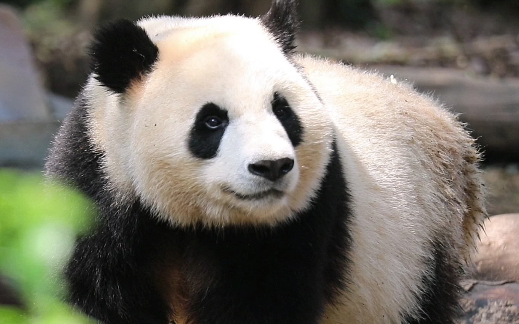 帅面早餐收尾【大熊猫热干面】22夏