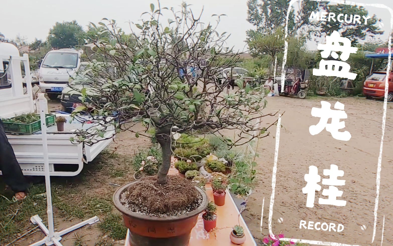 要价6000的盘龙桂盆景,号称有60年了,砍了半天价没谈成!