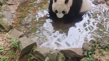 【星安】奔驰大小姐星安,现居常州溧阳南山竹海,坐拥万亩竹林,小小年纪就失去烦恼,哔哩哔哩bilibili