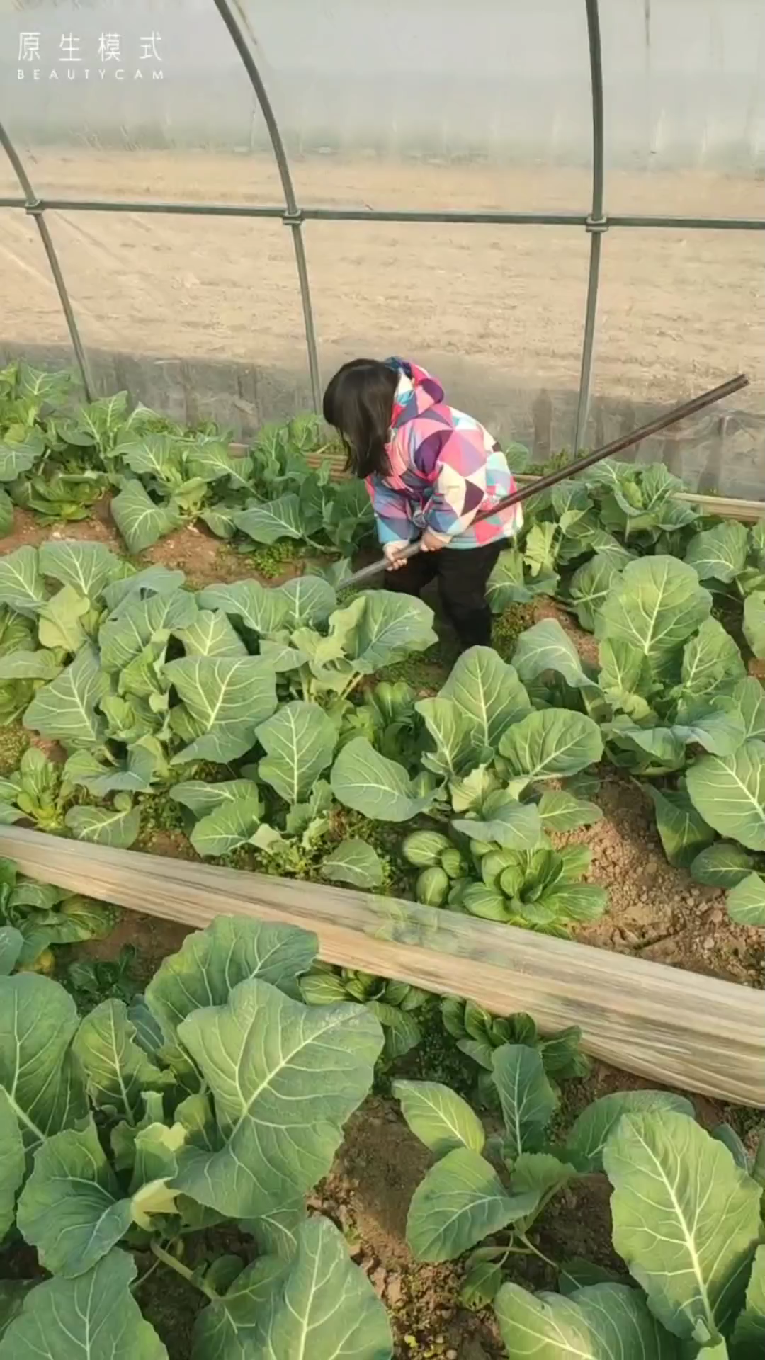 姥姥家的菜地:一心要帮姥姥干活除草的好宝宝,知道这是什么菜吗?