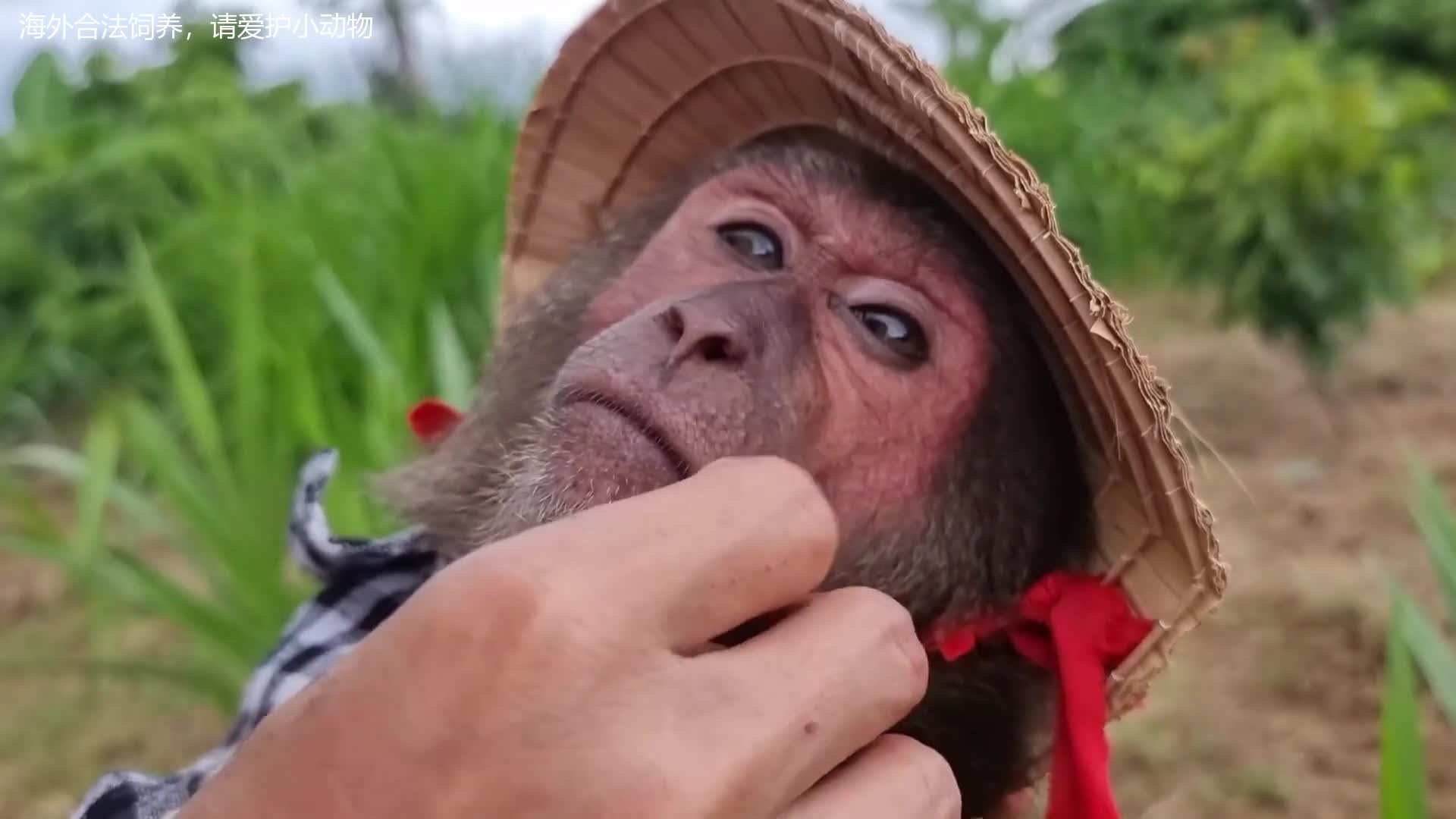 都说猴子凶不好饲养妇人养的猴子阿布就很乖还帮忙农活