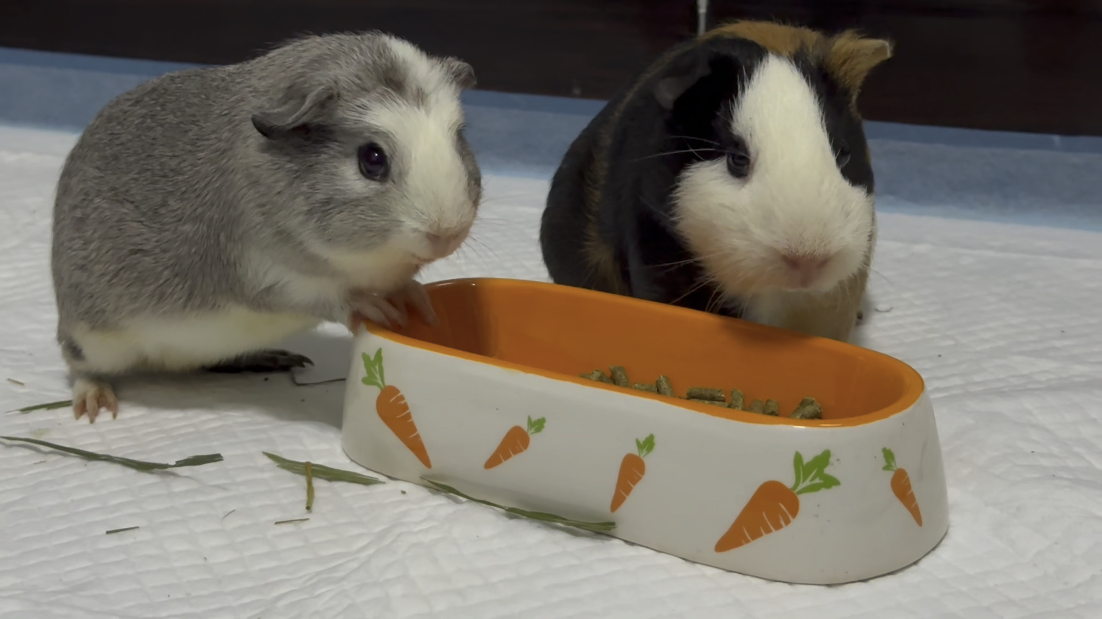 两只小豚鼠在胡萝卜碗里吃粮