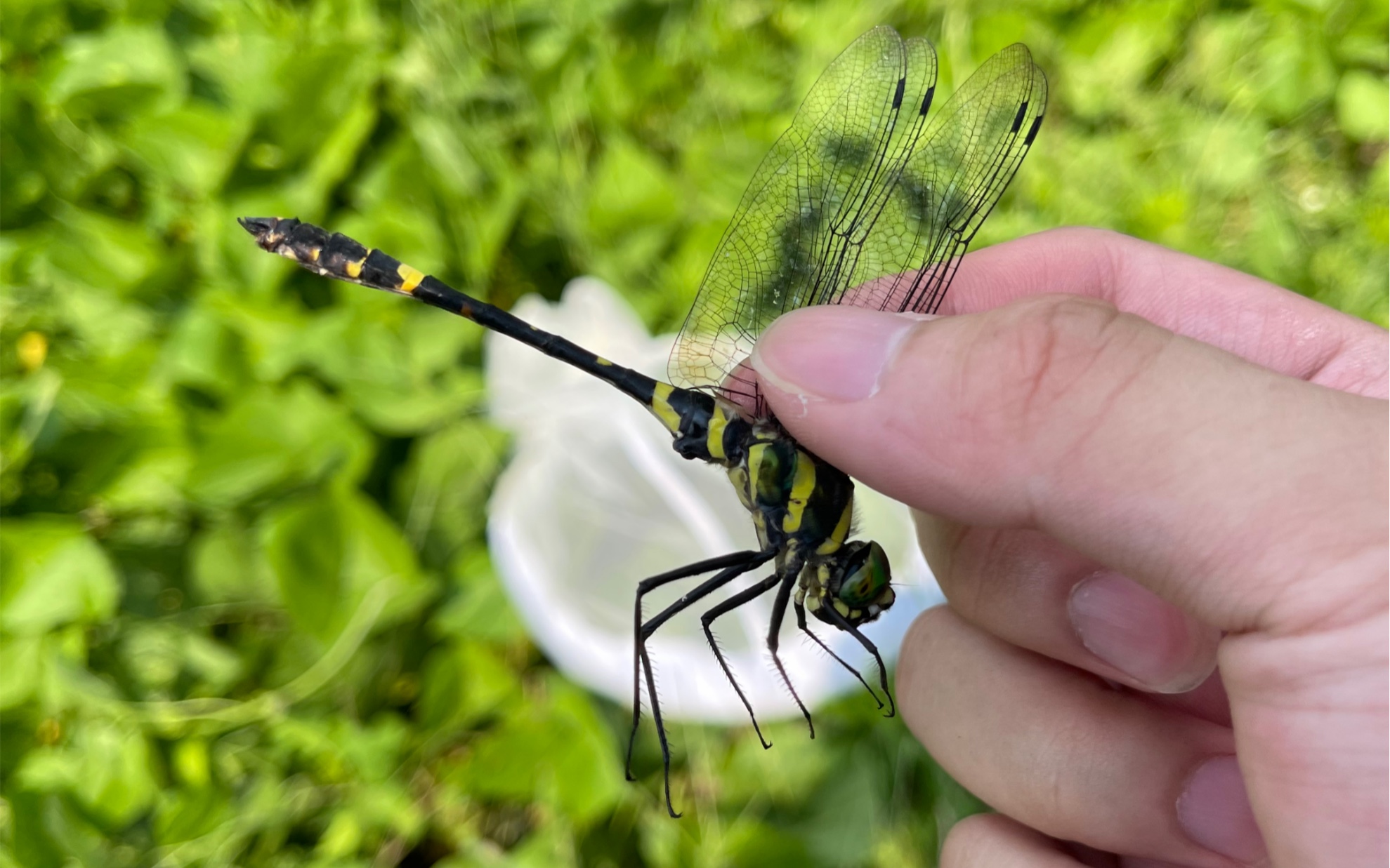 湖南文家市野采 蜻蜓全家桶